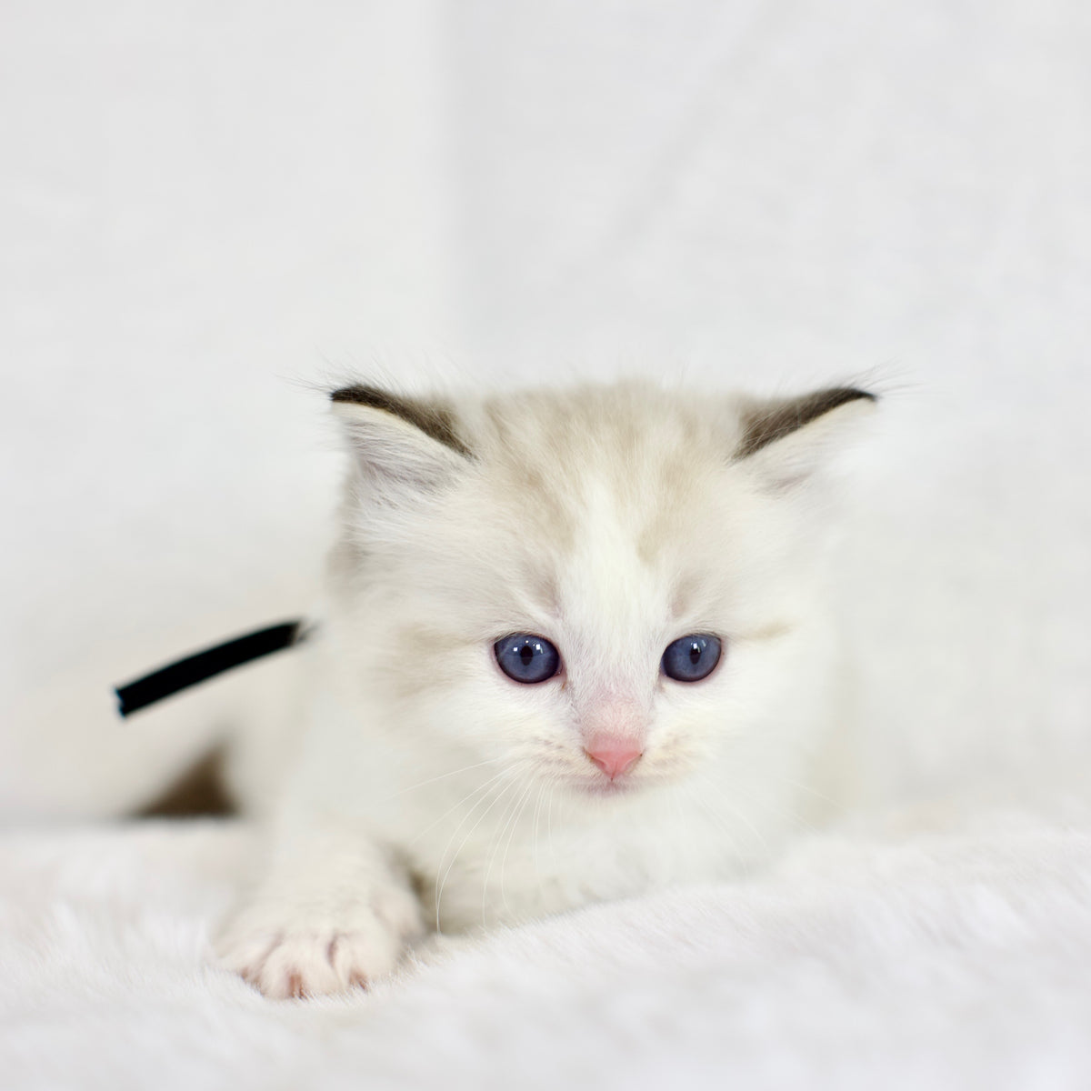 Seal Lynx Bicolor Male Ragdoll – Available for Reservation