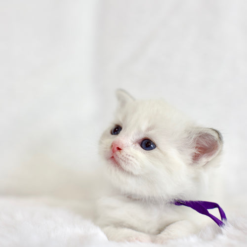 Blue Lynx Bicolor Male Ragdoll – Available for Reservation
