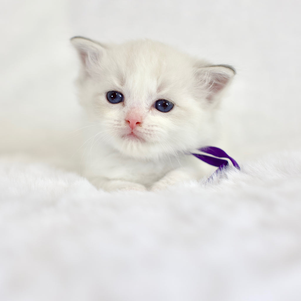 Blue Lynx Bicolor Male Ragdoll – Available for Reservation