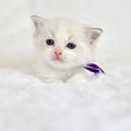 Blue Lynx Bicolor Male Ragdoll – Available for Reservation