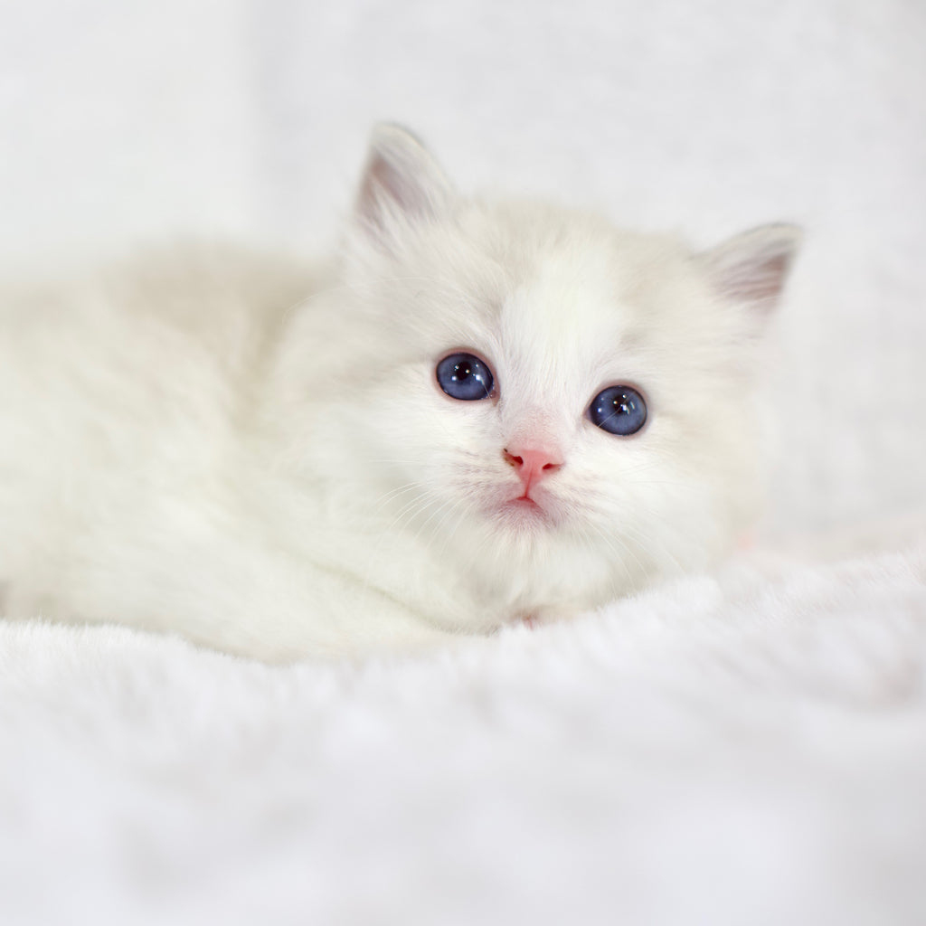 Seal Lynx Bicolor Male Ragdoll – Available for Reservation
