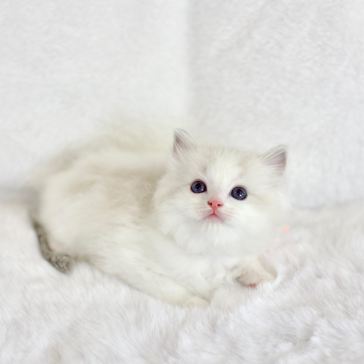 Seal Lynx Bicolor Male Ragdoll – Available for Reservation