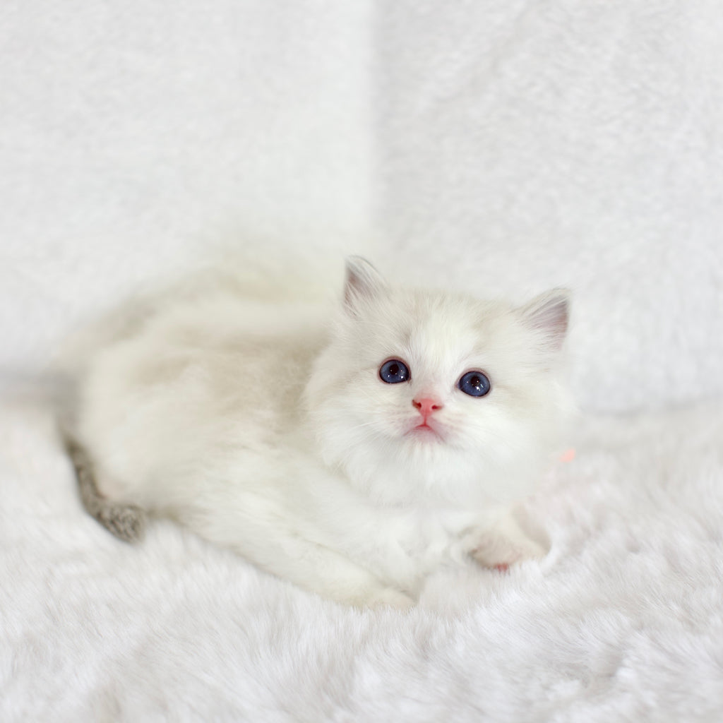Seal Lynx Bicolor Male Ragdoll – Available for Reservation