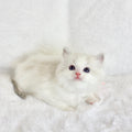 Seal Lynx Bicolor Male Ragdoll – Available for Reservation