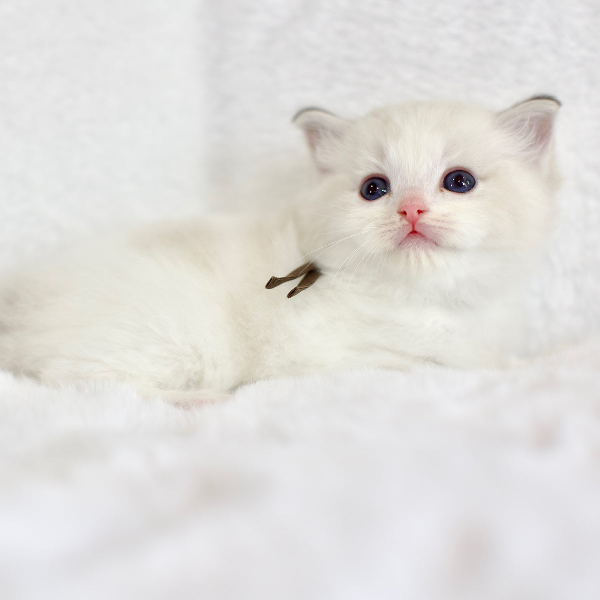 Seal Lynx Bicolor Male Ragdoll – Available for Reservation