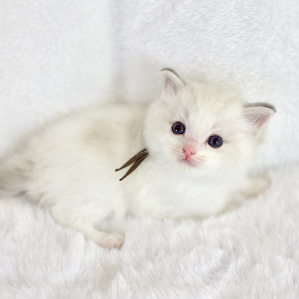 Seal Lynx Bicolor Male Ragdoll – Available for Reservation