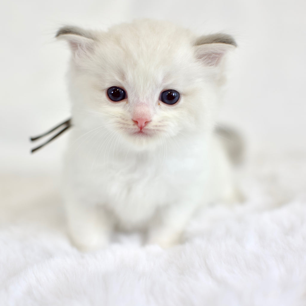 Seal Lynx Bicolor Male Ragdoll – Available for Reservation