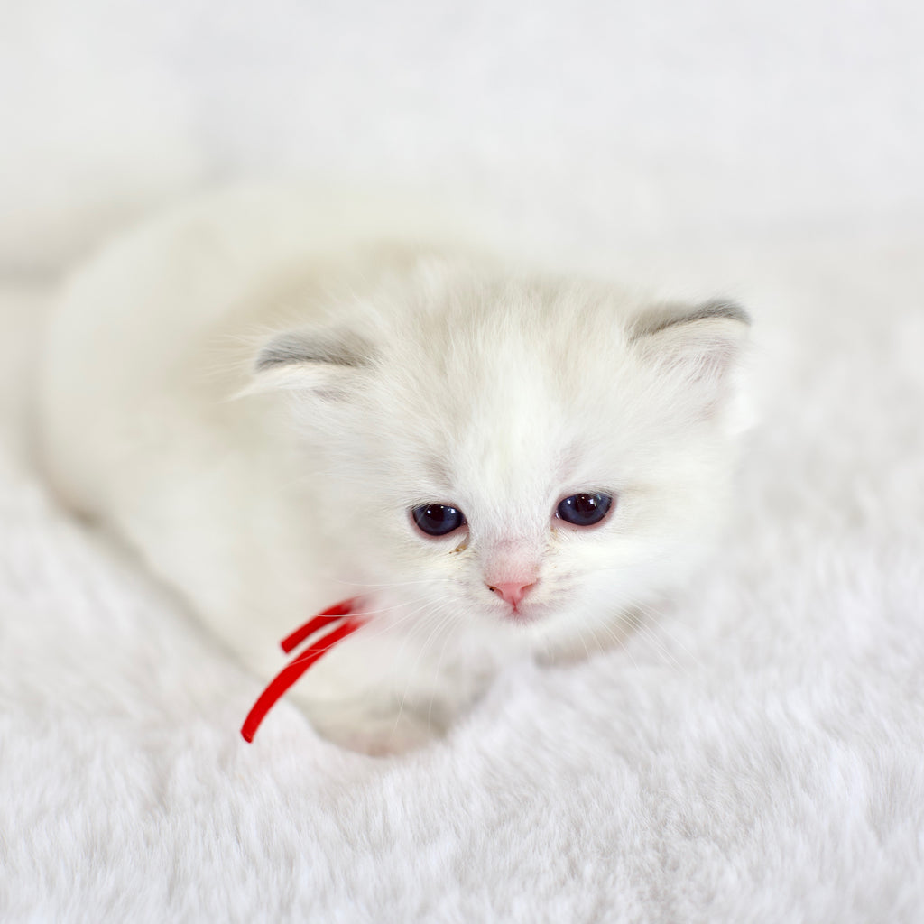Blue Bicolor Male Ragdoll – Available for Reservation