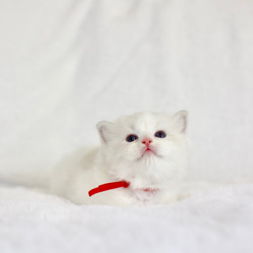 Blue Bicolor Male Ragdoll – Available for Reservation