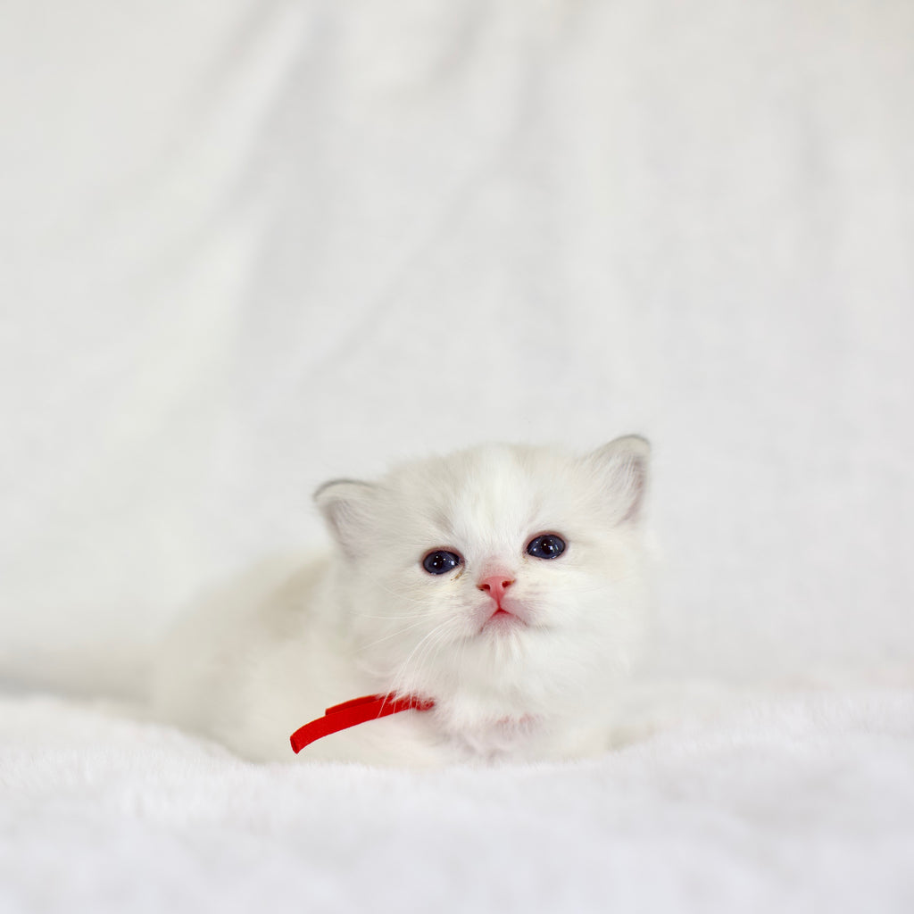 Blue Bicolor Male Ragdoll – Available for Reservation