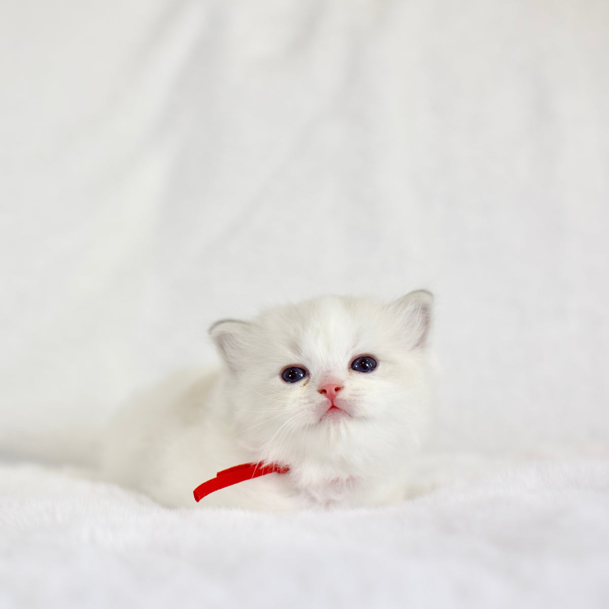 Blue Bicolor Male Ragdoll – Available for Reservation