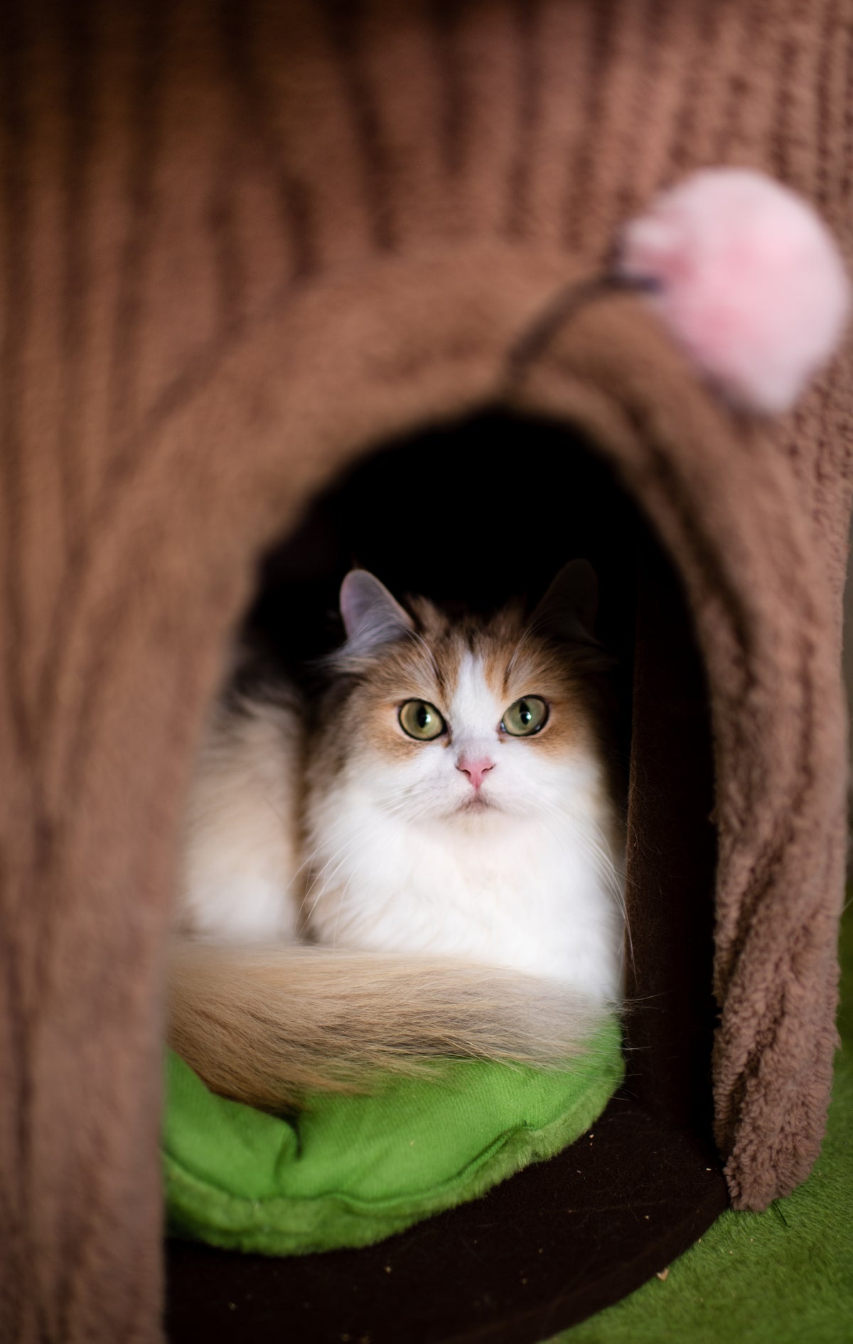 Seal Lynx Bicolor British Shorthair – Available for Reservation