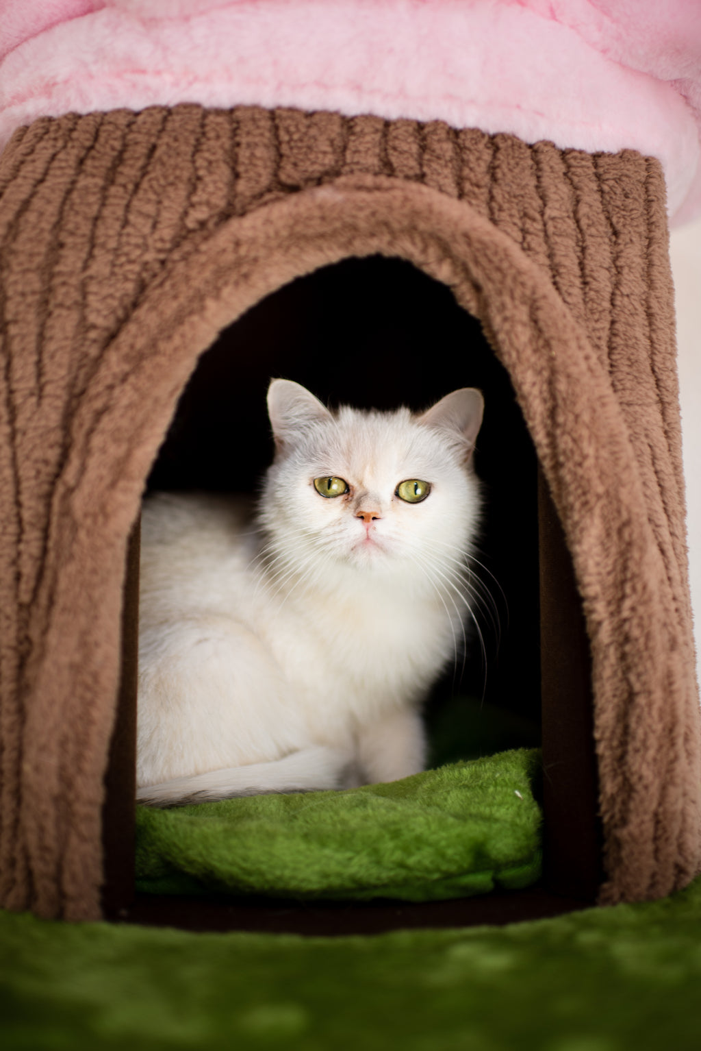Blue Bicolor British Shorthair – Available for Reservation