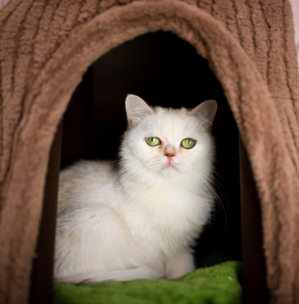 Blue Bicolor British Shorthair – Available for Reservation