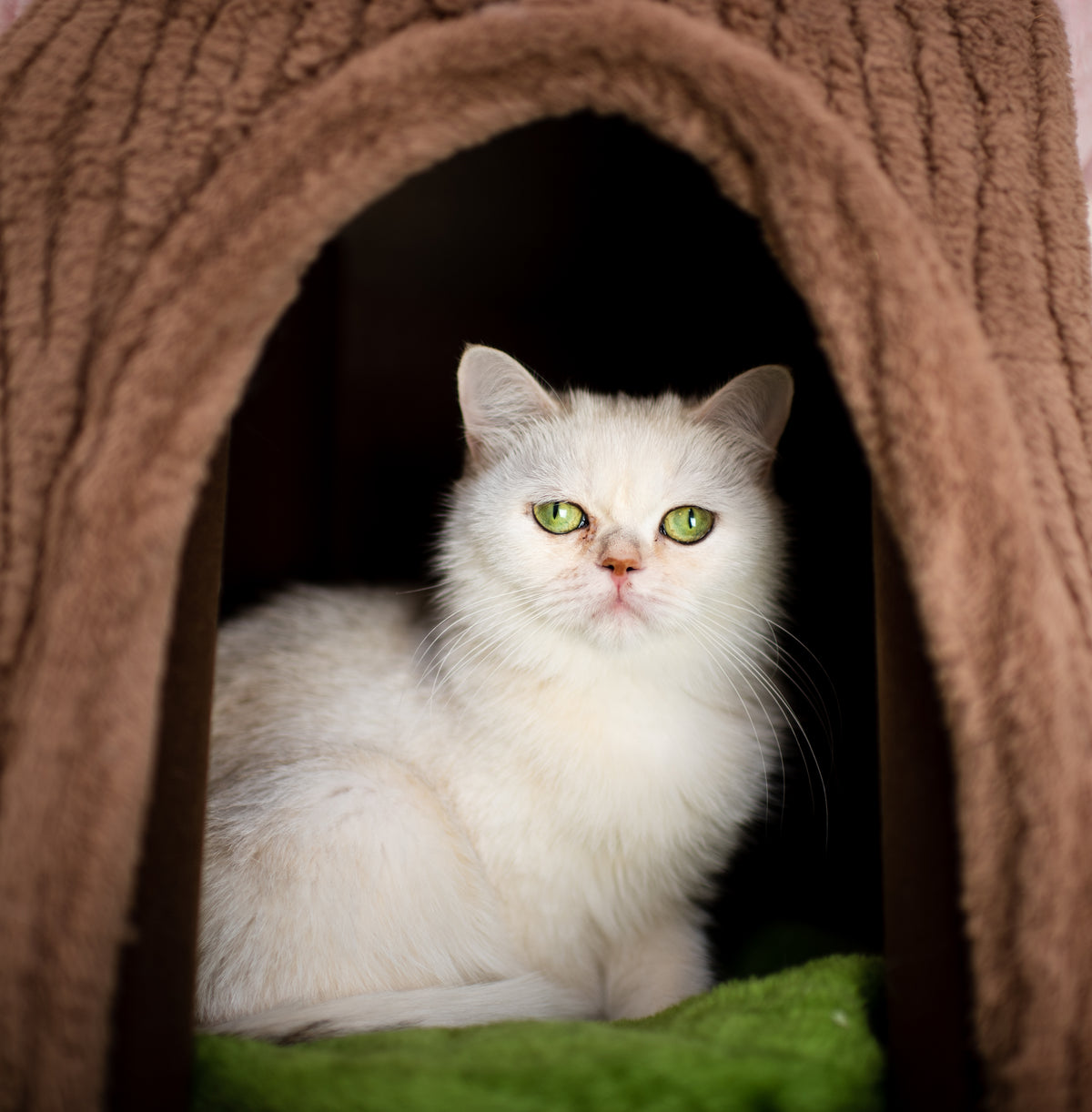 Blue Bicolor British Shorthair – Available for Reservation