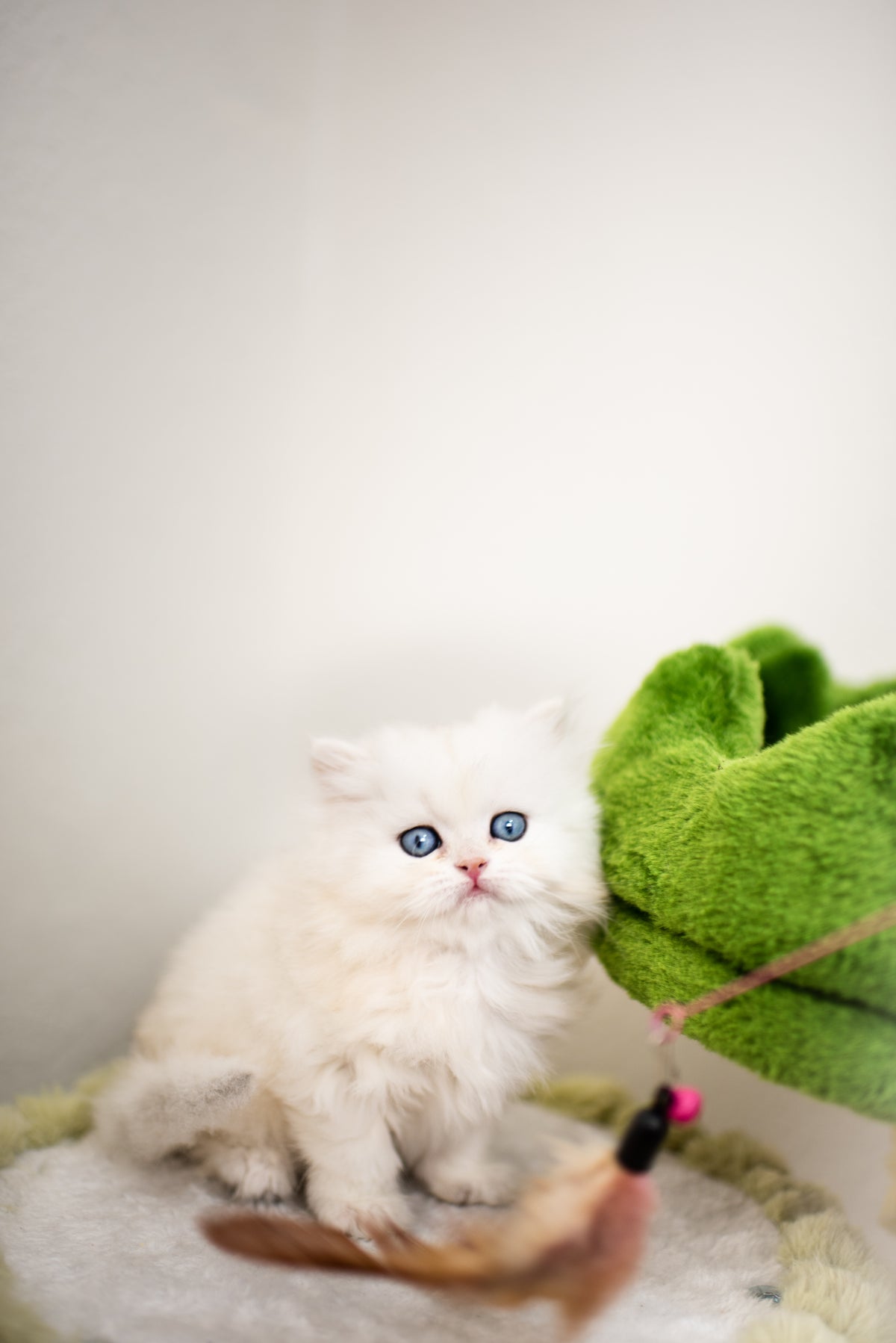 Blue Lynx Bicolor British Shorthair – Available for Reservation
