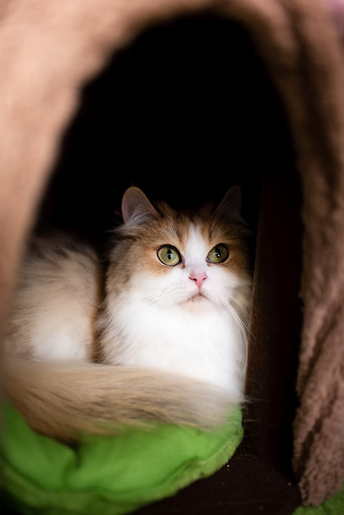 Seal Lynx Bicolor British Shorthair – Available for Reservation