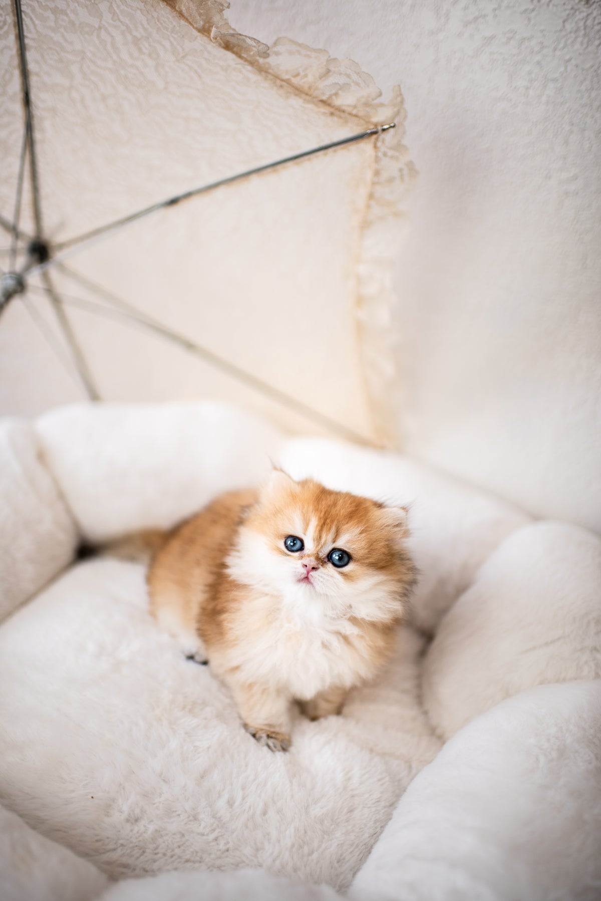 Seal Lynx Bicolor British Shorthair – Available for Reservation