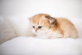 Seal Lynx Bicolor British Longhair – Available for Reservation