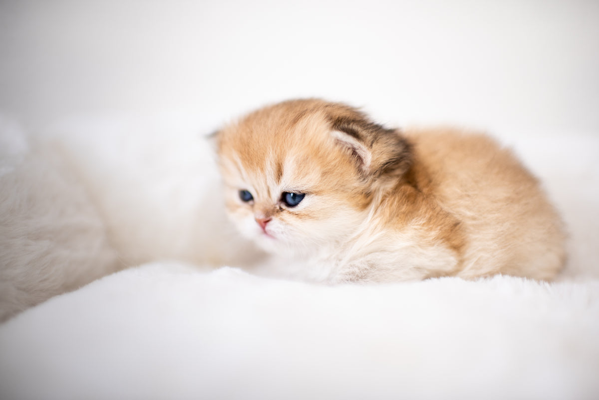 Seal Lynx Bicolor British Longhair – Available for Reservation