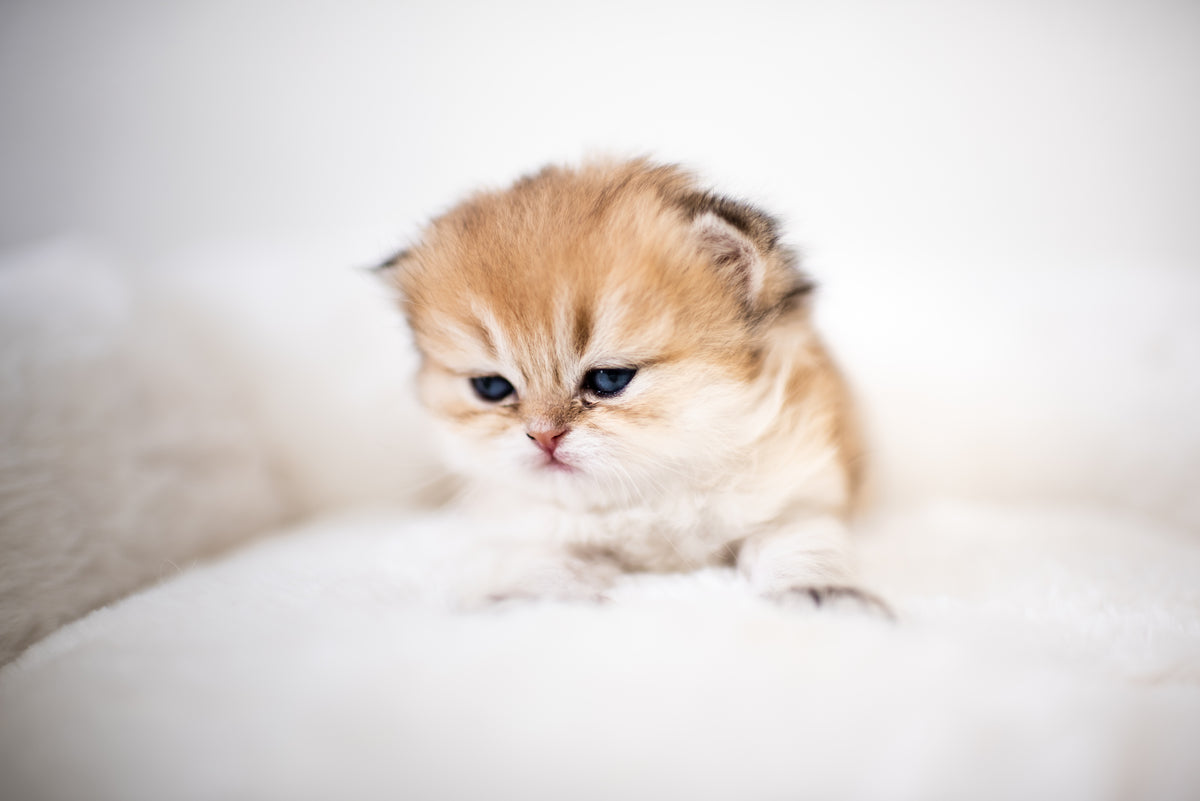 Seal Lynx Bicolor British Longhair – Available for Reservation