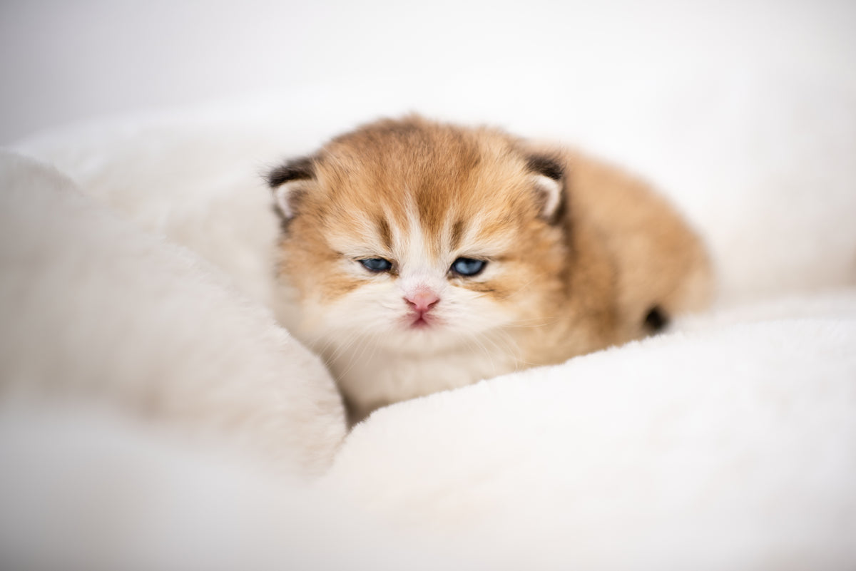 Seal Lynx Bicolor British Longhair – Available for Reservation
