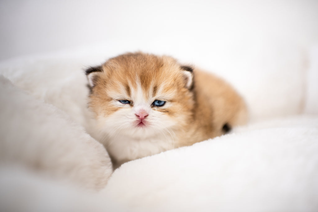 Seal Lynx Bicolor British Longhair – Available for Reservation
