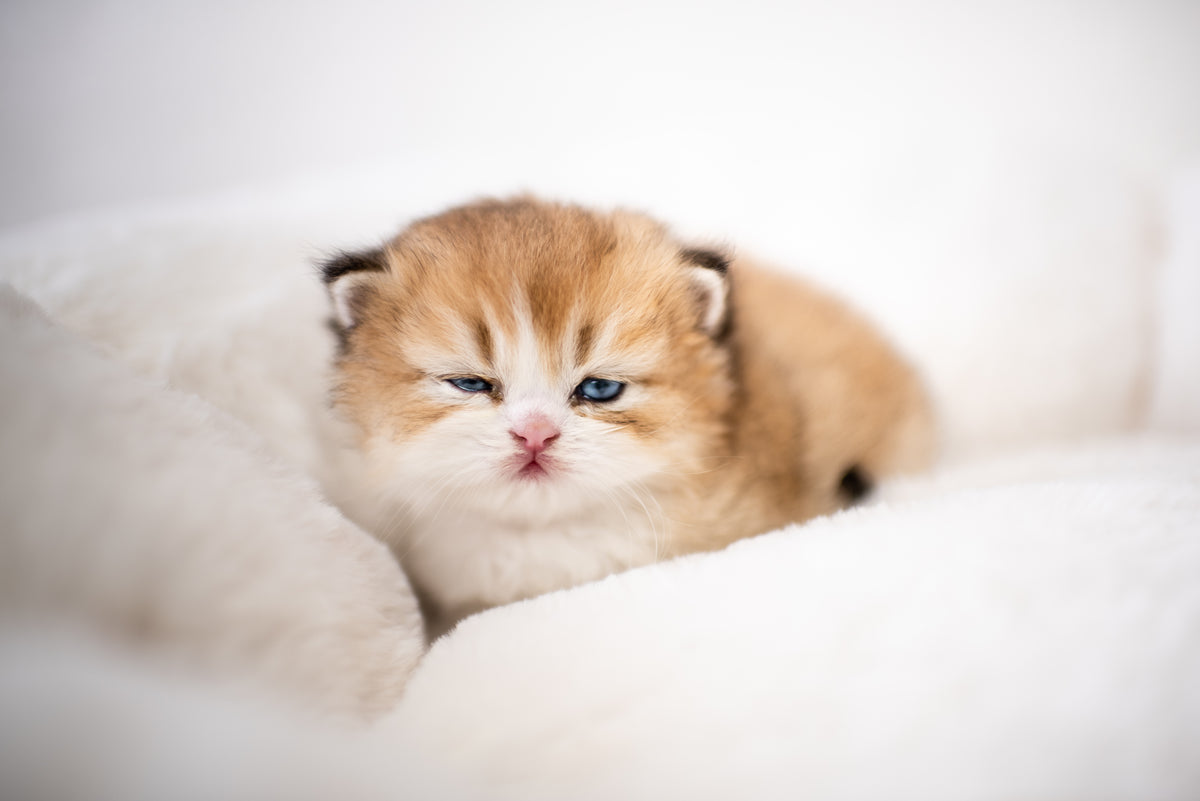 Seal Lynx Bicolor British Longhair – Available for Reservation