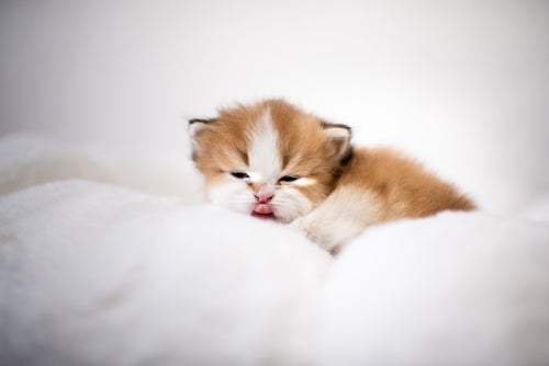 Seal Lynx Bicolor British Longhair – Available for Reservation