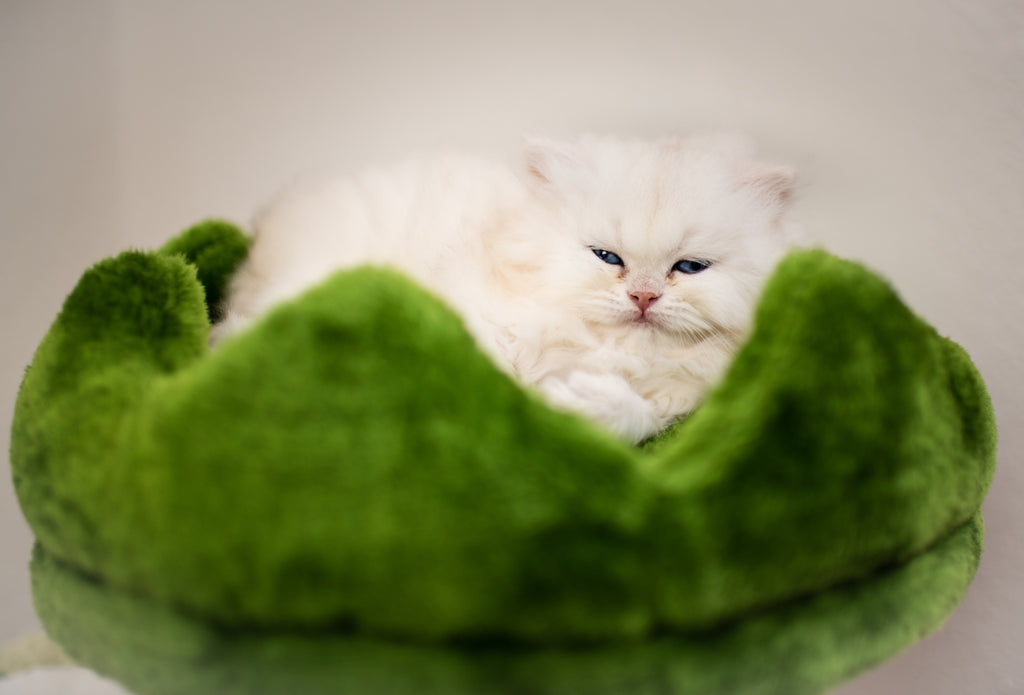 Blue Lynx Bicolor British Shorthair – Available for Reservation