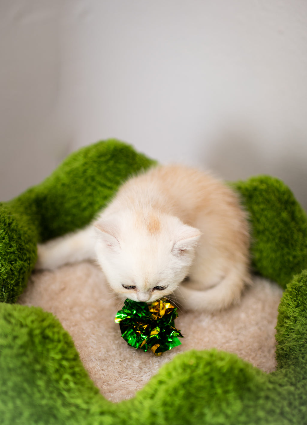 Blue Lynx Bicolor British Shorthair – Available for Reservation