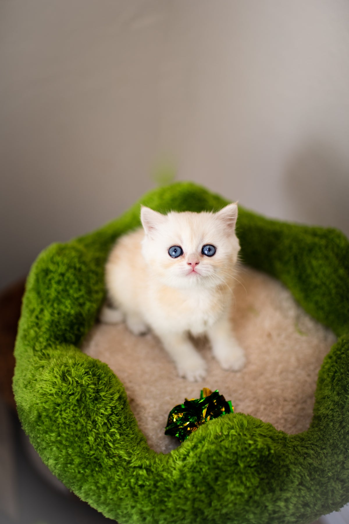 Blue Lynx Bicolor British Shorthair – Available for Reservation