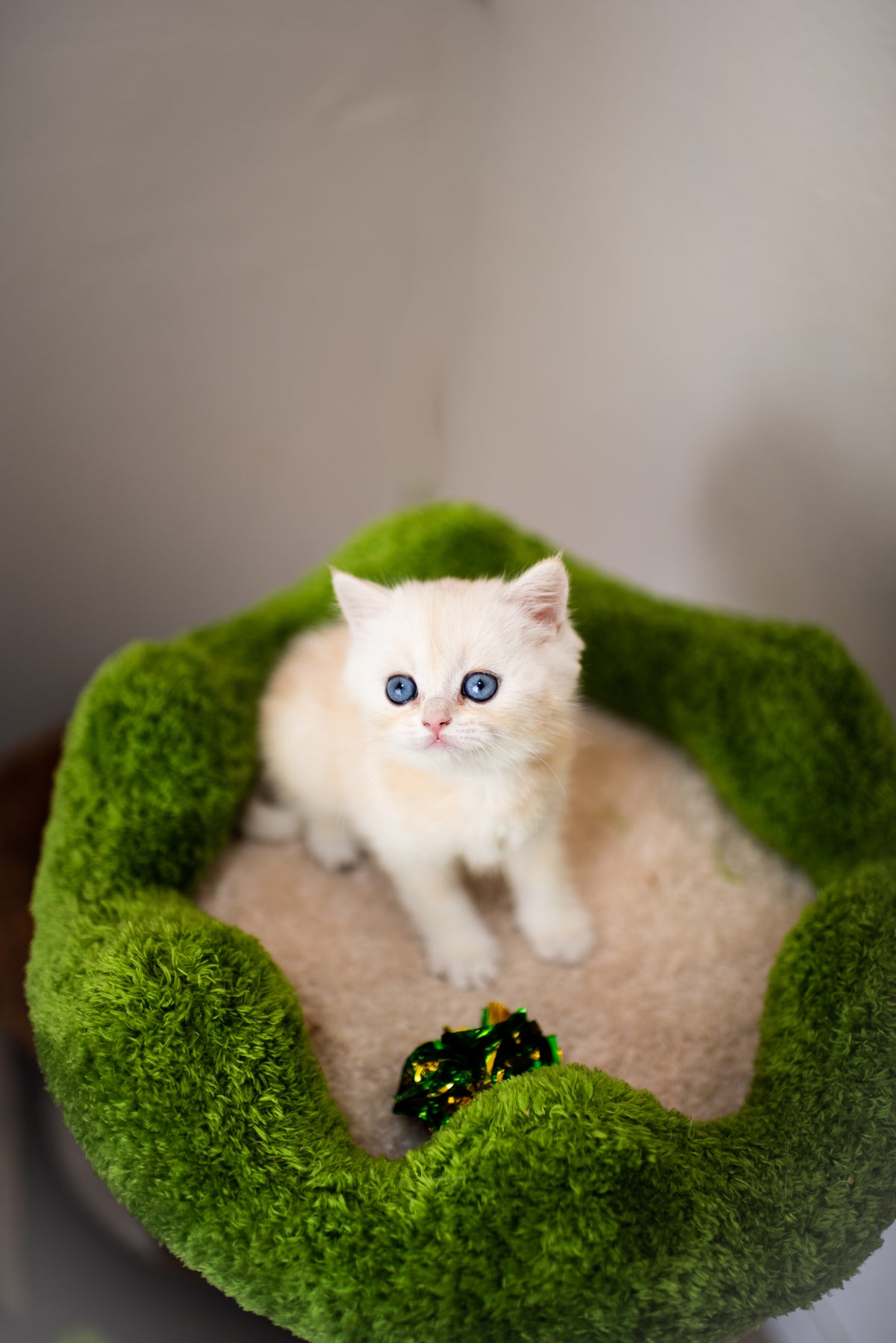 Blue Lynx Bicolor British Shorthair – Available for Reservation