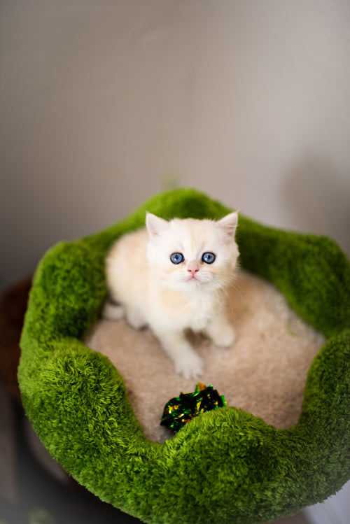Blue Lynx Bicolor British Shorthair – Available for Reservation