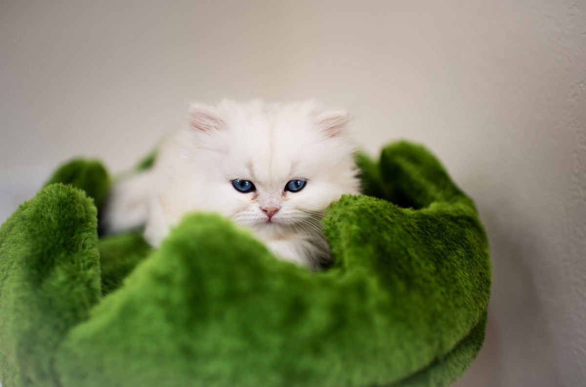 Blue Lynx Bicolor British Shorthair – Available for Reservation