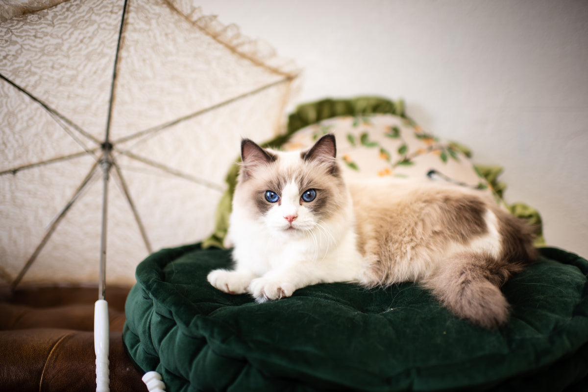 Seal Lynx Bicolor British Shorthair – Available for Reservation