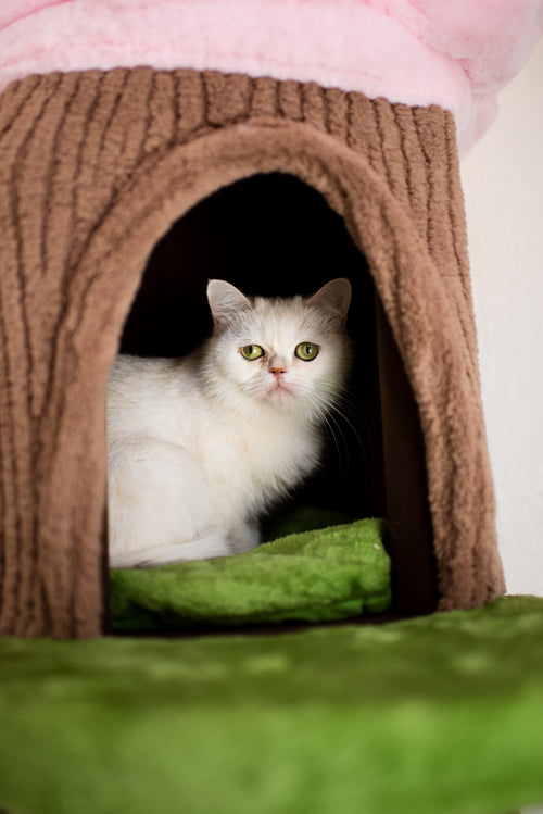 Blue Bicolor British Shorthair – Available for Reservation